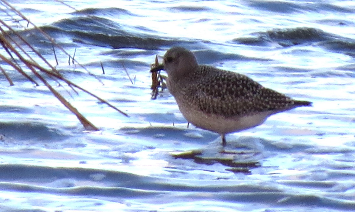 Black-bellied Plover - ML611213988