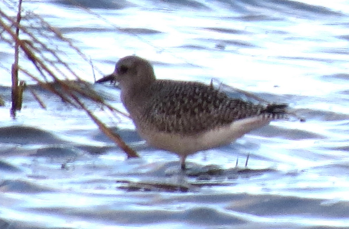 Black-bellied Plover - James Hirtle