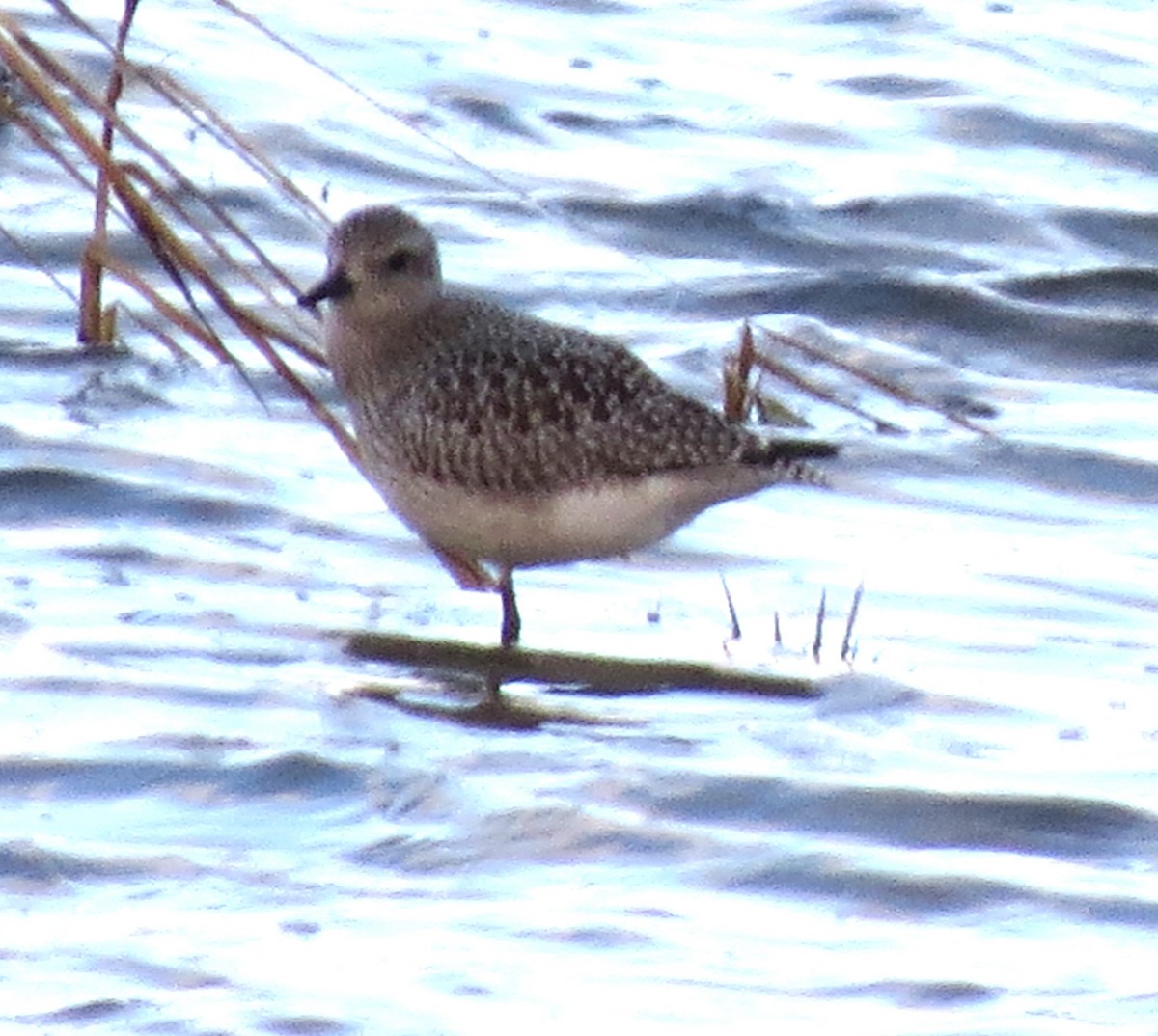 Black-bellied Plover - ML611214001