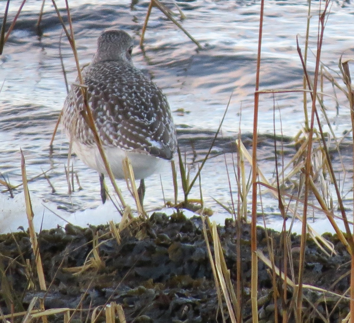 Black-bellied Plover - ML611214005