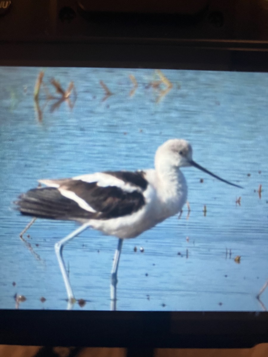 Avoceta Americana - ML611214072