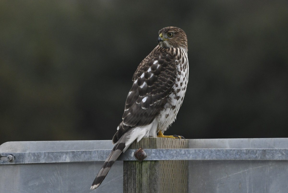 Cooper's Hawk - ML611214164