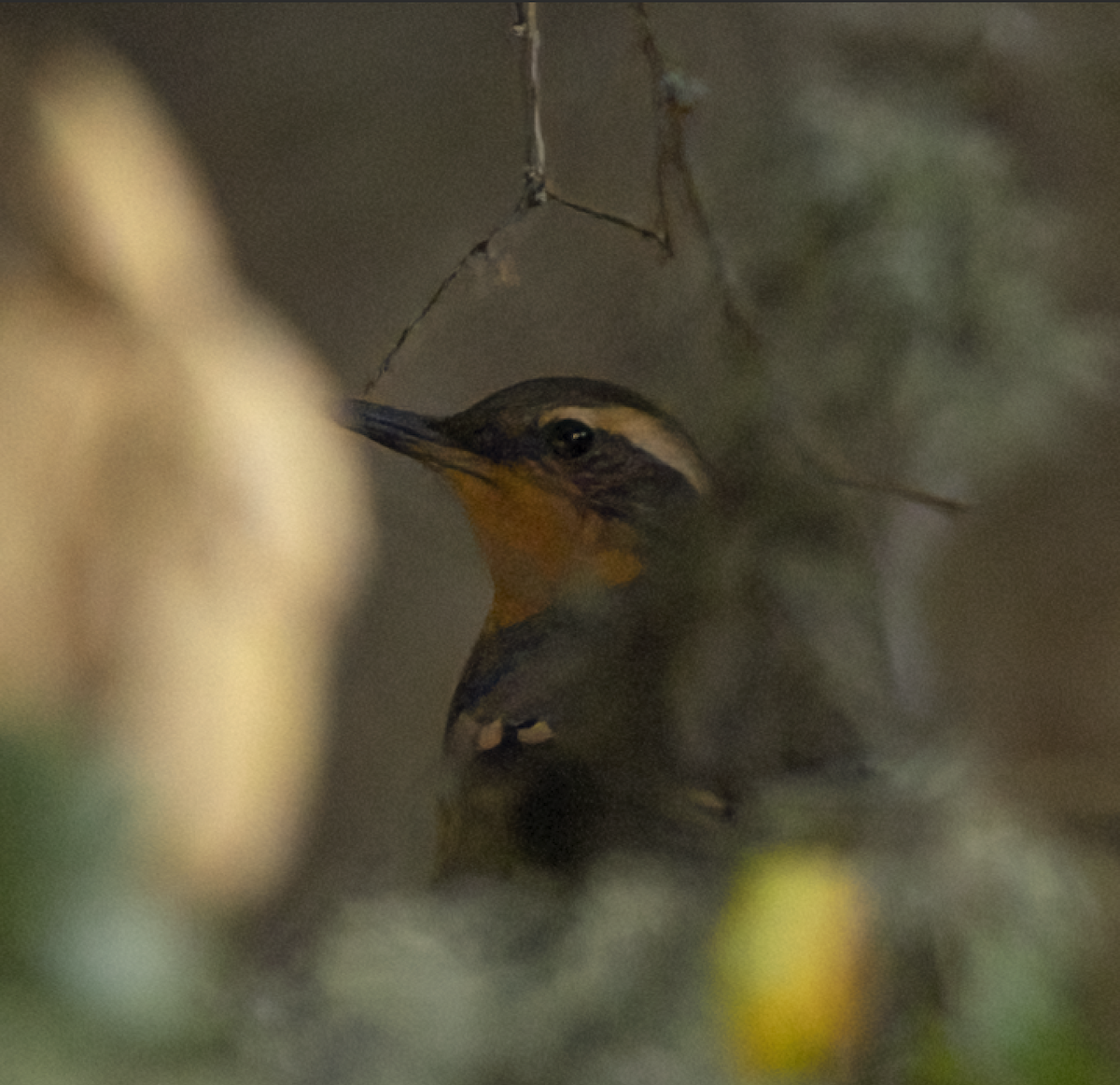 Разноголосый дрозд - ML611214167