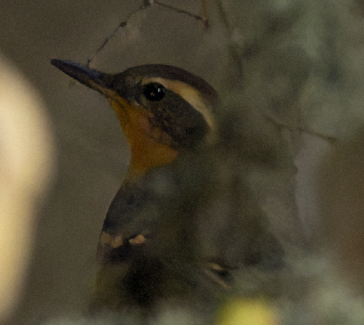 Разноголосый дрозд - ML611214168