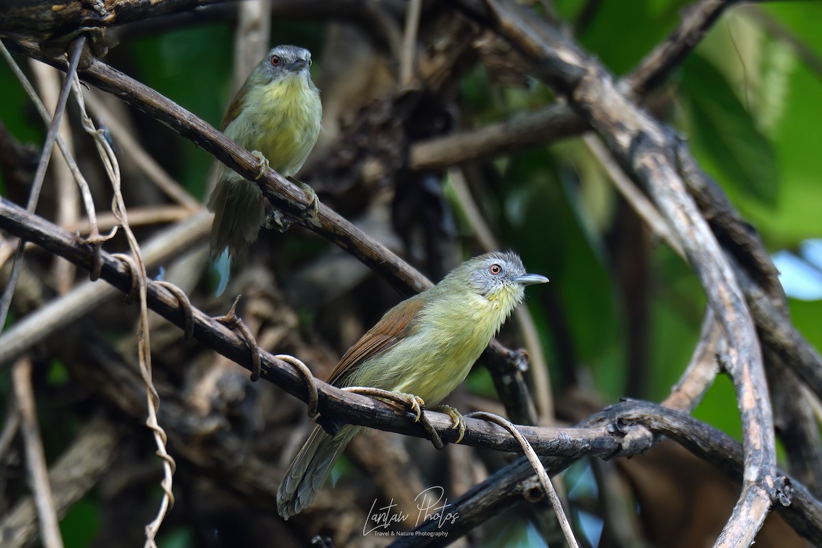 Pin-striped Tit-Babbler (Palawan) - Allan Barredo