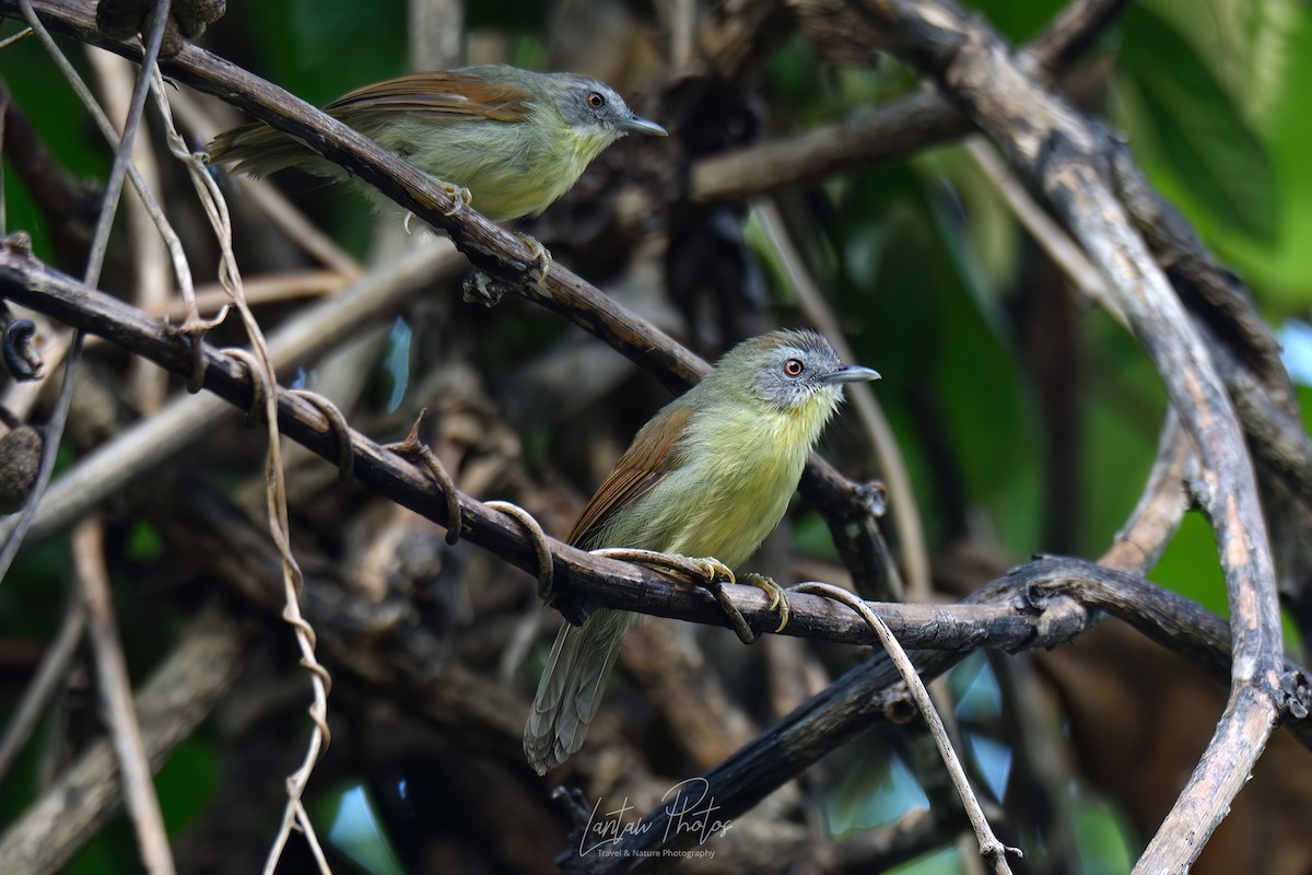 Pin-striped Tit-Babbler (Palawan) - ML611214212