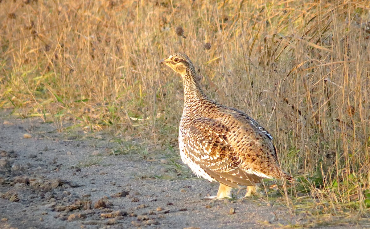 Sharp-tailed Grouse - ML611214285