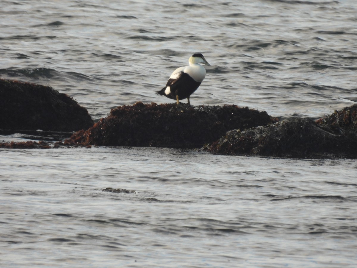 Common Eider - ML611214383