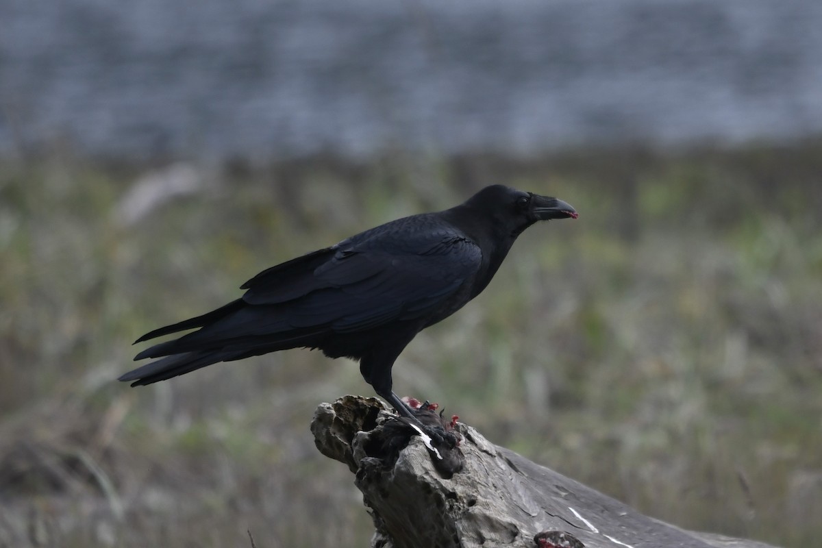Common Raven - ML611214405