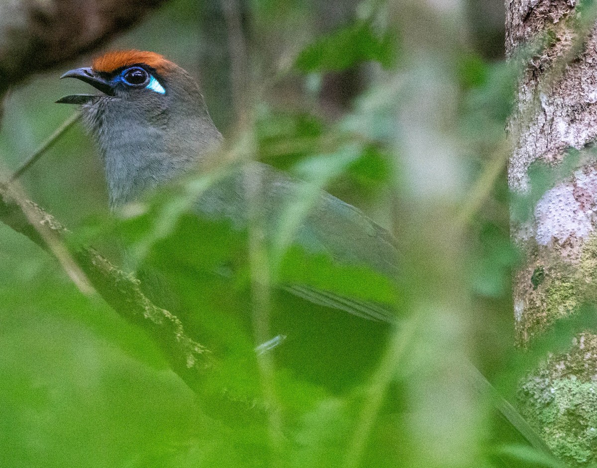 Red-fronted Coua - ML611214426