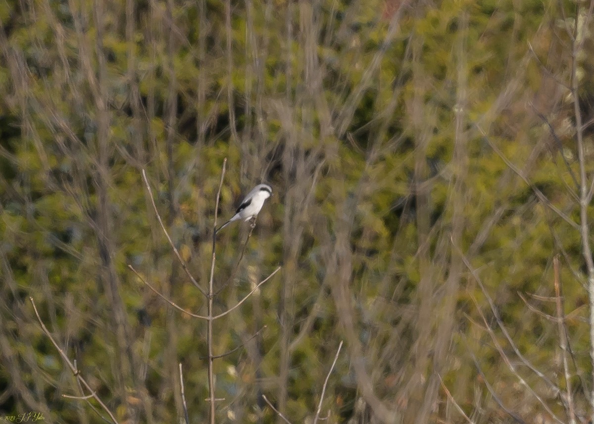 Loggerhead Shrike - ML611214455