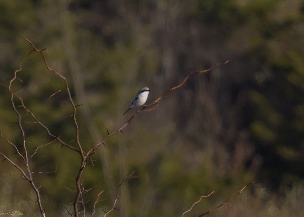 Loggerhead Shrike - ML611214457