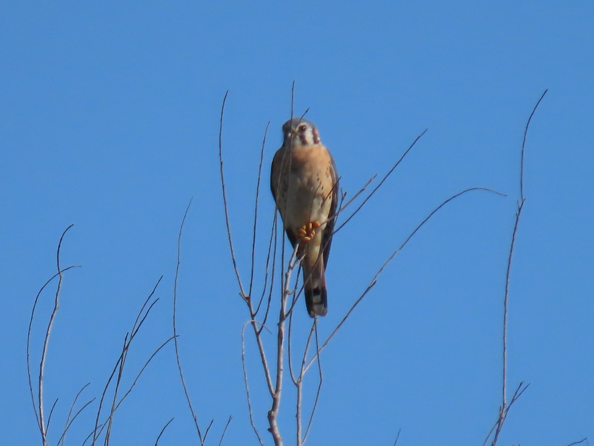 American Kestrel - ML611214515