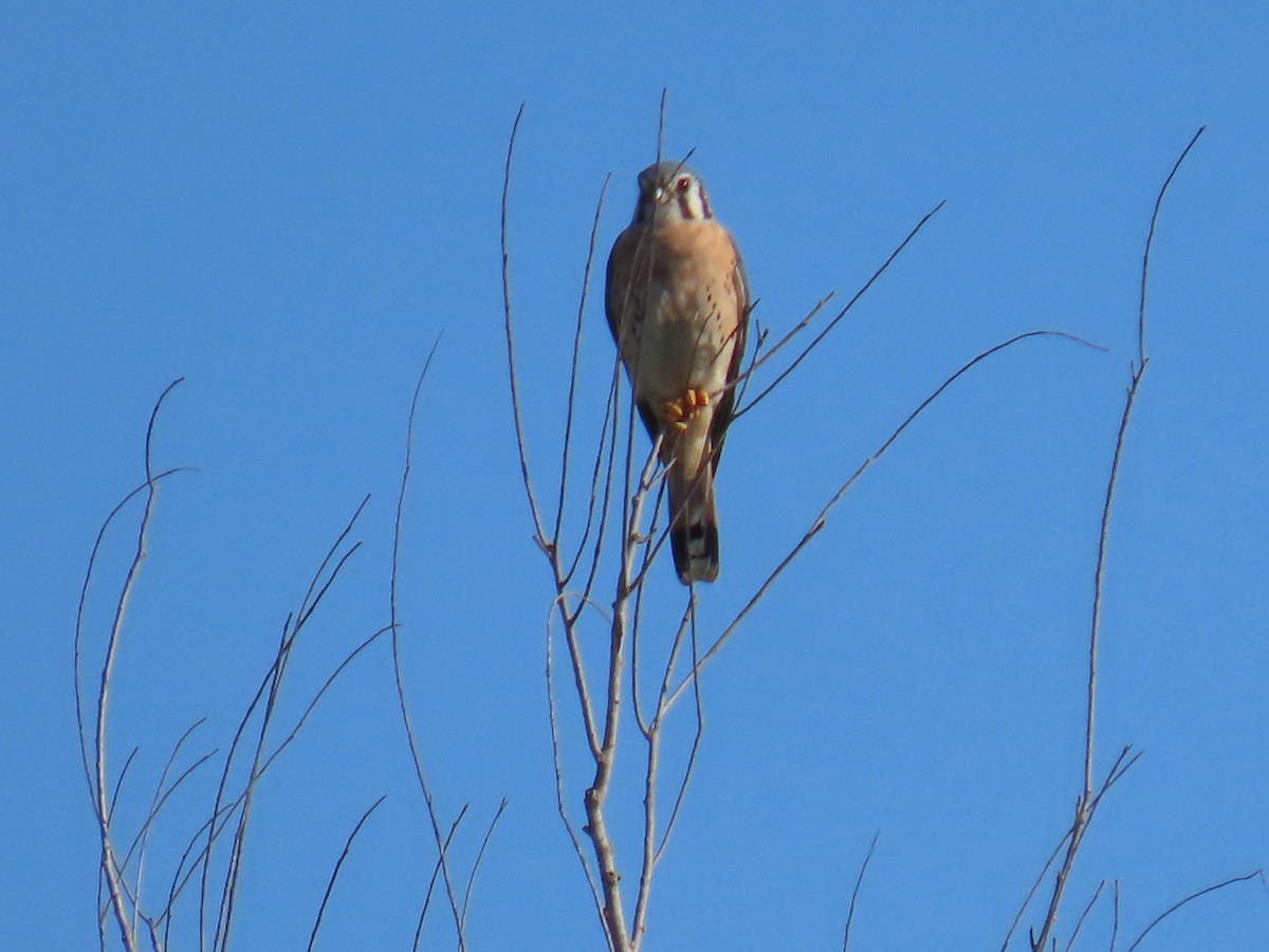 American Kestrel - ML611214516