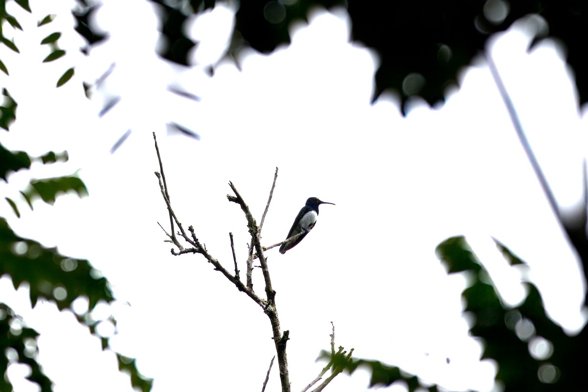 kolibřík bělokrký - ML611214529