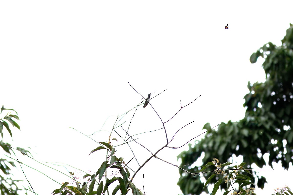 White-necked Jacobin - John Mercer