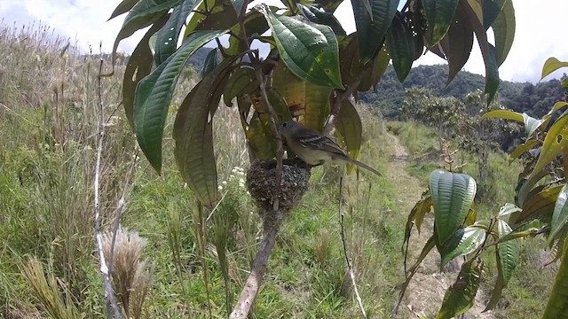 Yellow-bellied Elaenia - ML611214701