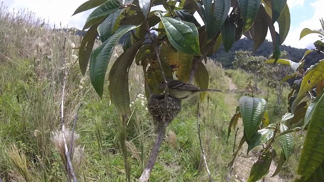 Yellow-bellied Elaenia - ML611214711