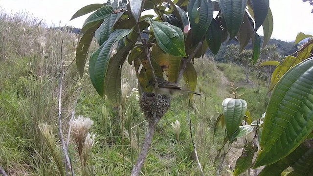 Yellow-bellied Elaenia - ML611214716