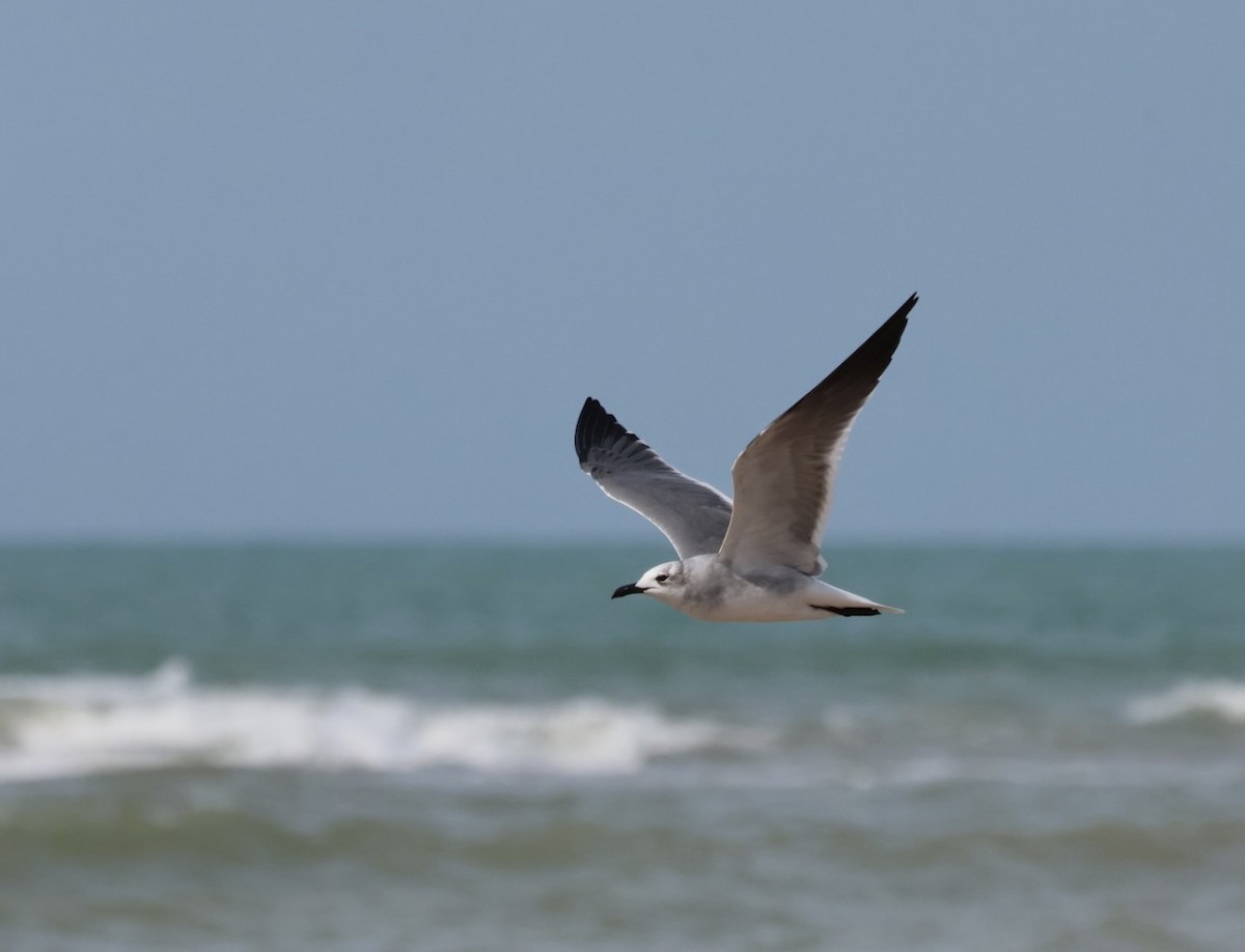 Laughing Gull - Alejandro Pinto_TanagerPhotoTours