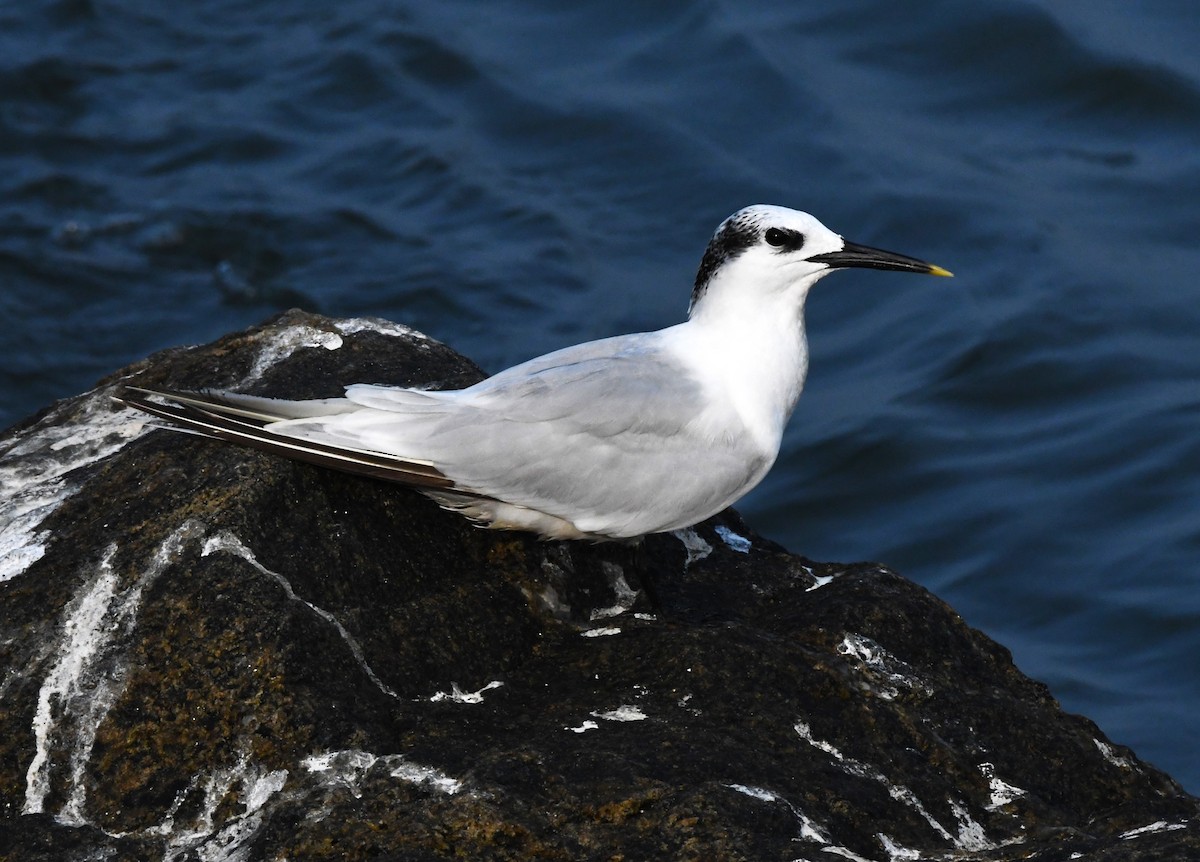 Sandwich Tern - ML611214726