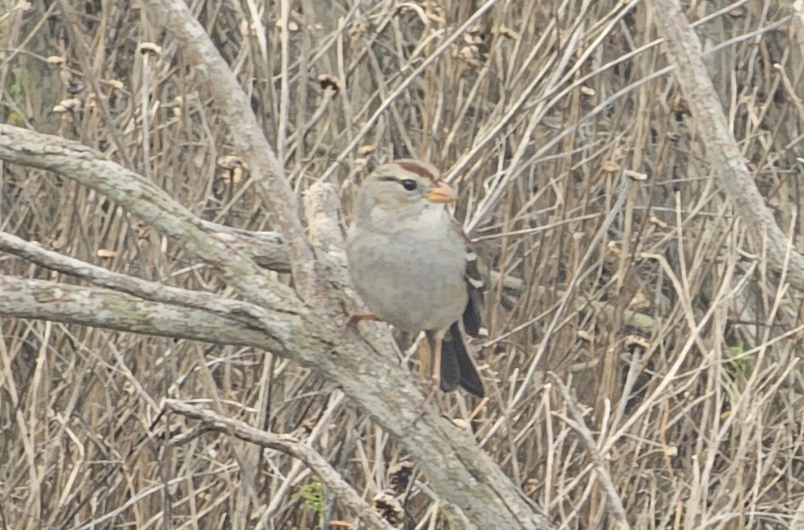 White-crowned Sparrow - ML611214752
