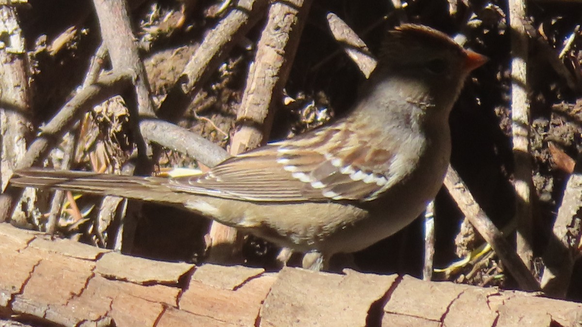 White-crowned Sparrow - ML611214756