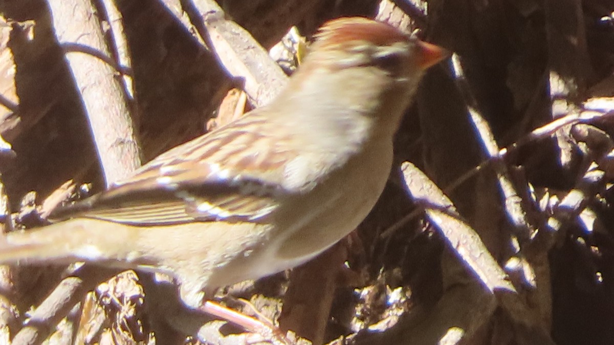 White-crowned Sparrow - ML611214763