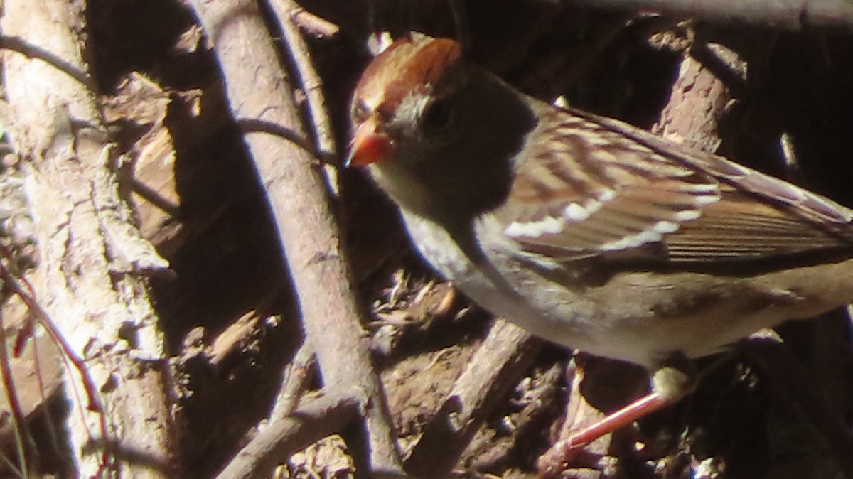 White-crowned Sparrow - ML611214769