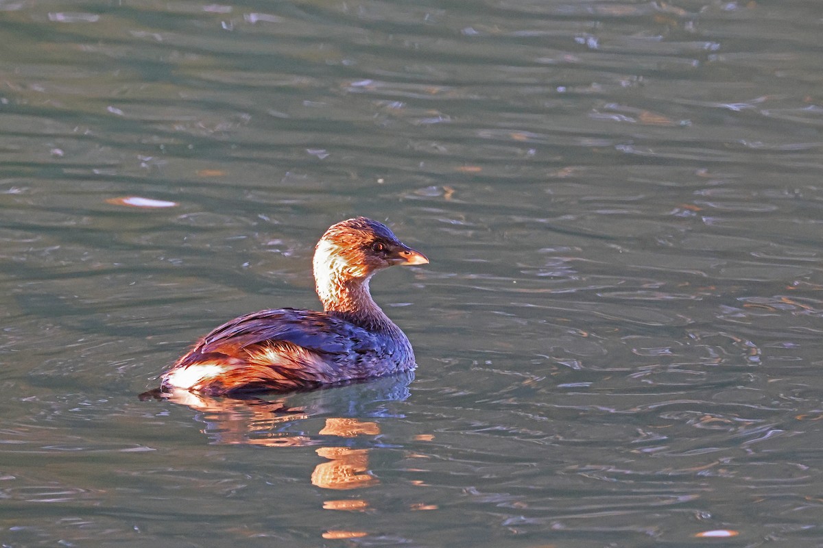 Pied-billed Grebe - ML611214779