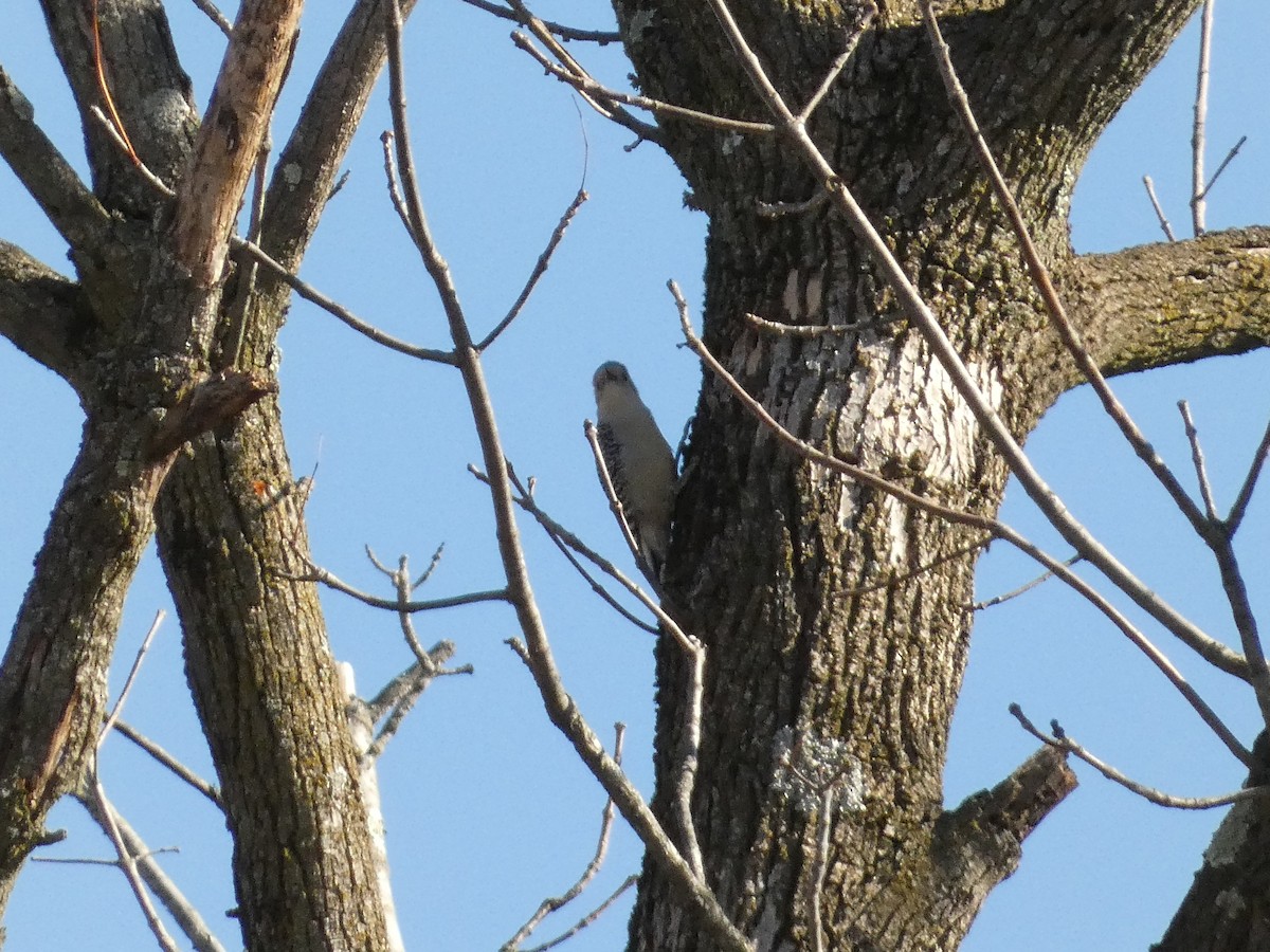 Red-bellied Woodpecker - ML611214787