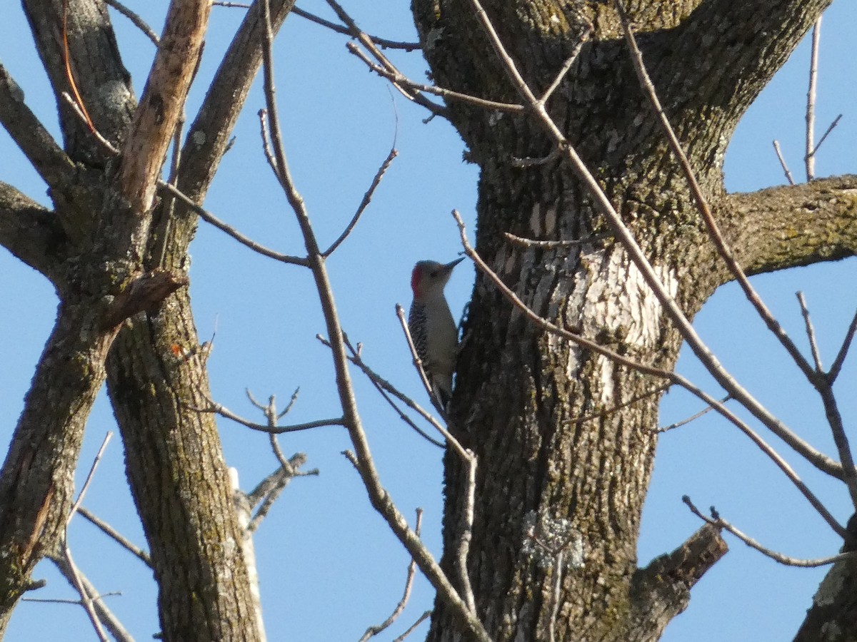Red-bellied Woodpecker - ML611214788