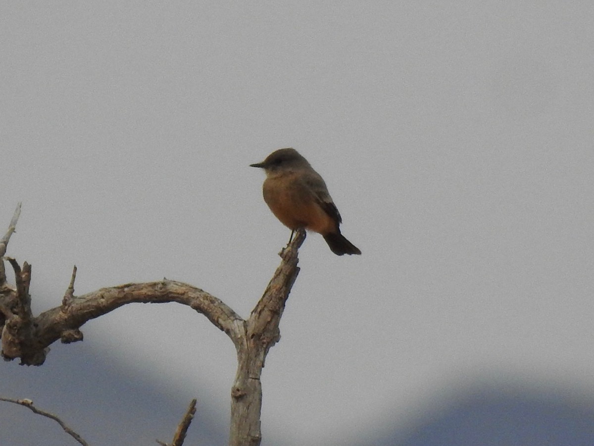 Say's Phoebe - ML611214790