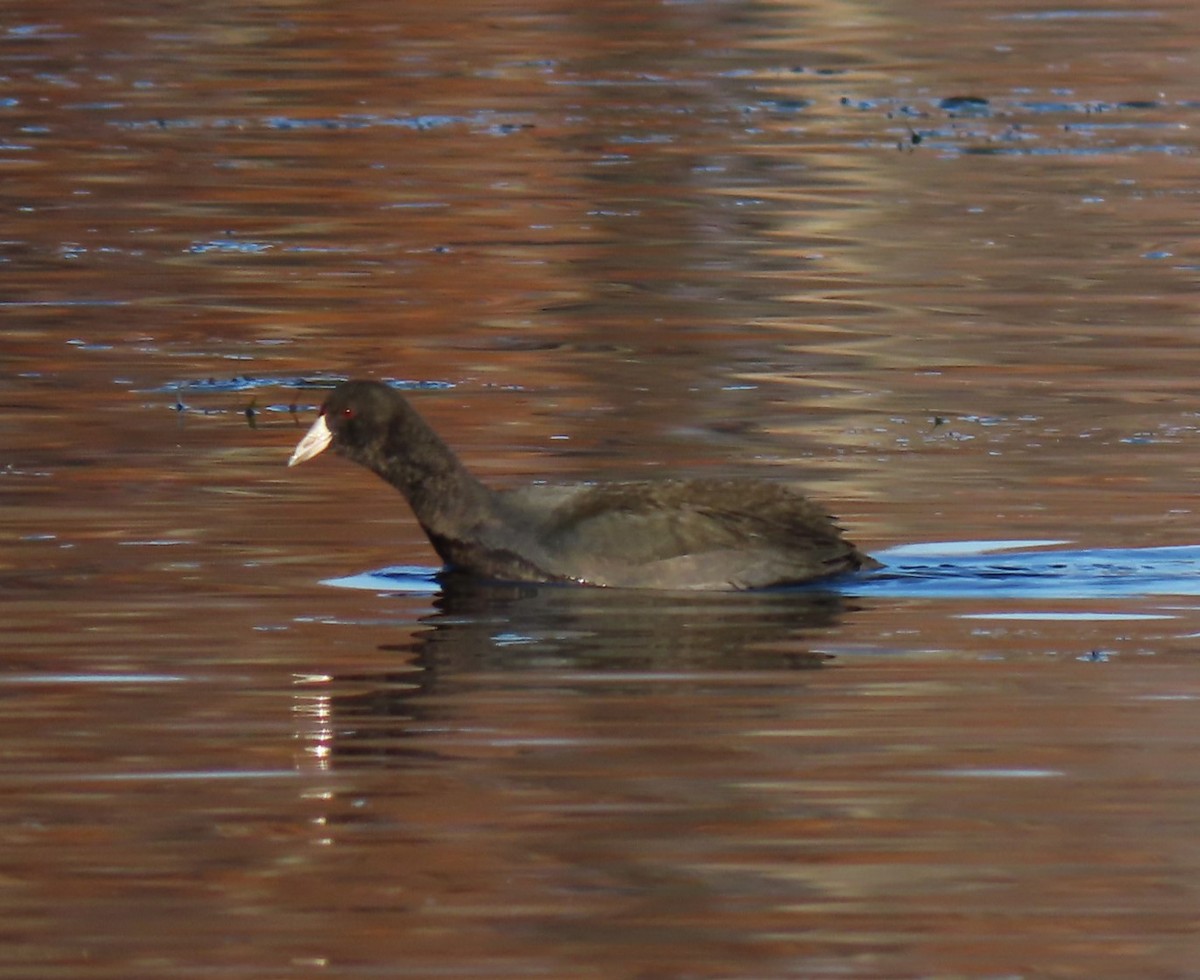 American Coot - ML611214797