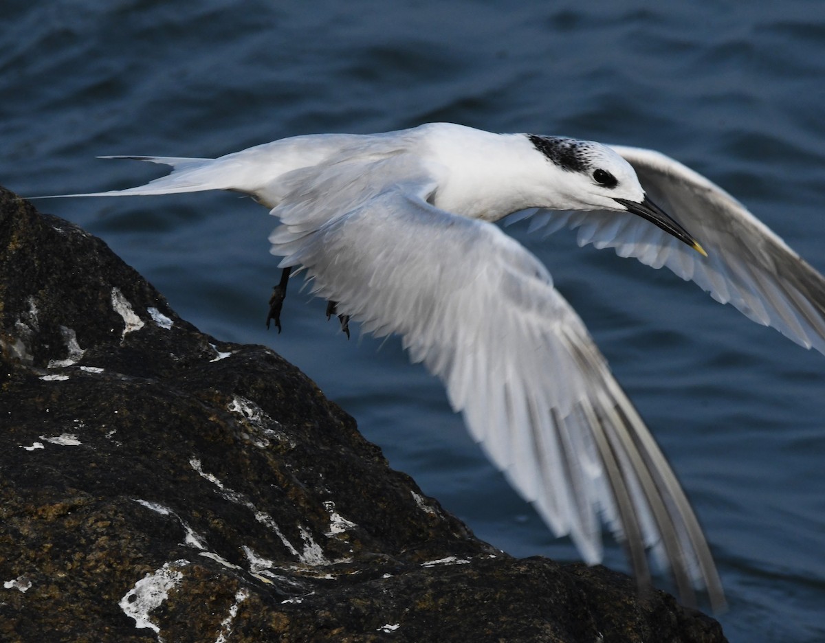 Sandwich Tern - ML611214801