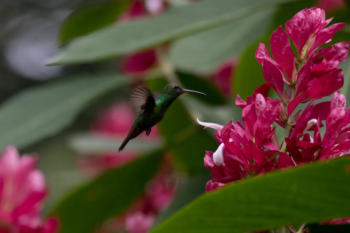 Rufous-tailed Hummingbird - ML611214851