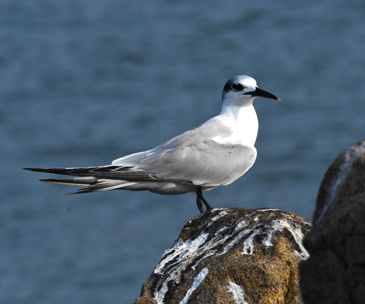 Sandwich Tern - mathew thekkethala