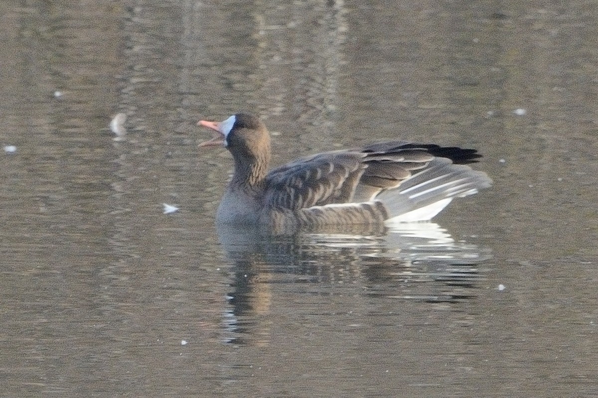 Greater White-fronted Goose - ML611214879