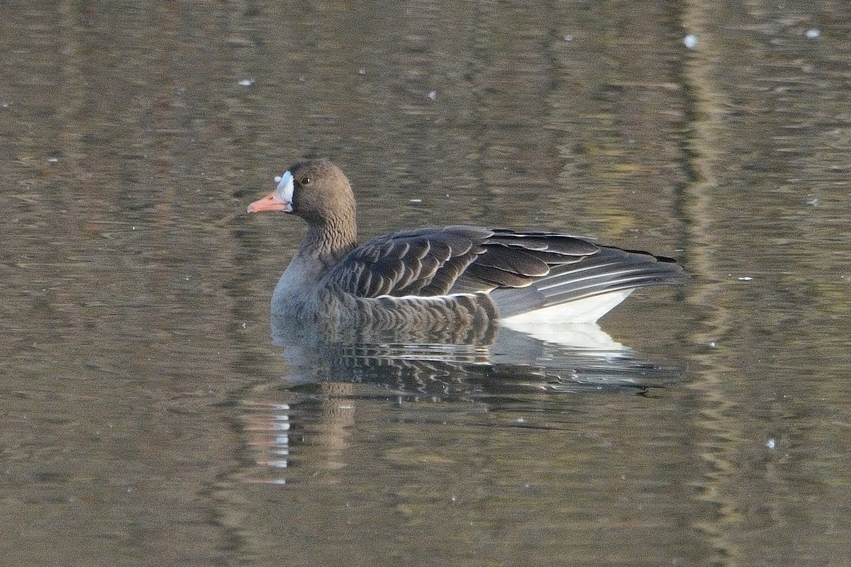 Greater White-fronted Goose - ML611214881