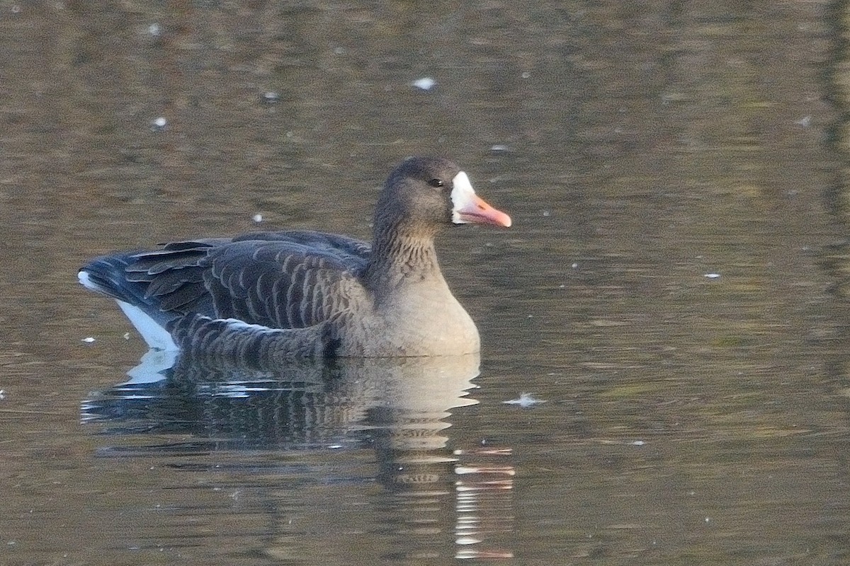Greater White-fronted Goose - ML611214886