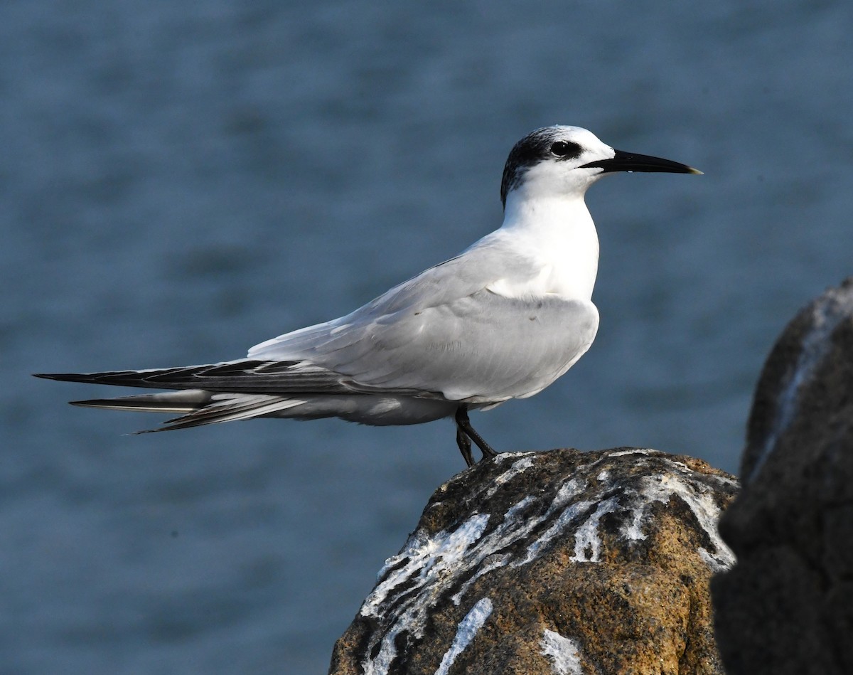 Sandwich Tern - ML611214919