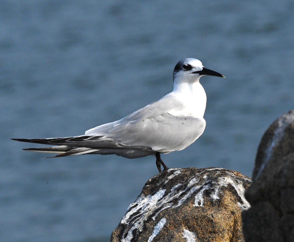 Sandwich Tern - mathew thekkethala