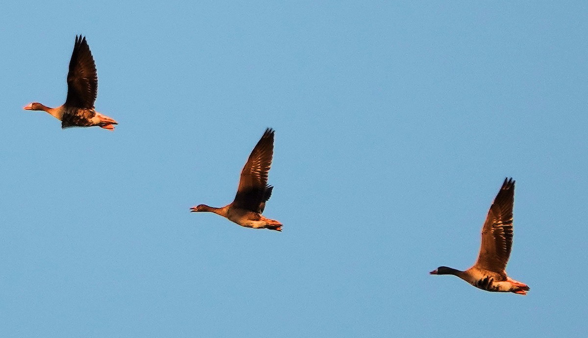 Greater White-fronted Goose - ML611214984