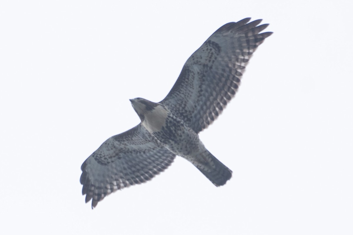Red-tailed Hawk - ML611215089
