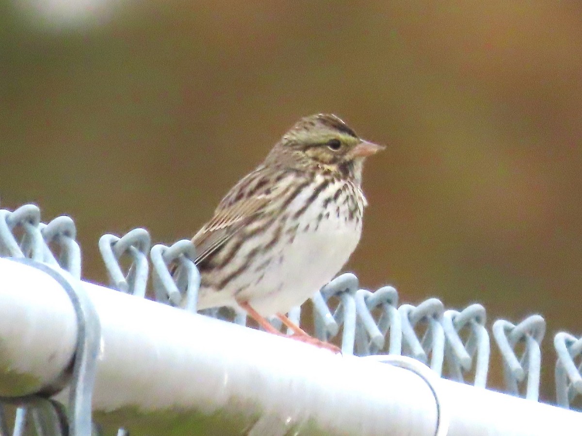 Savannah Sparrow - ML611215107