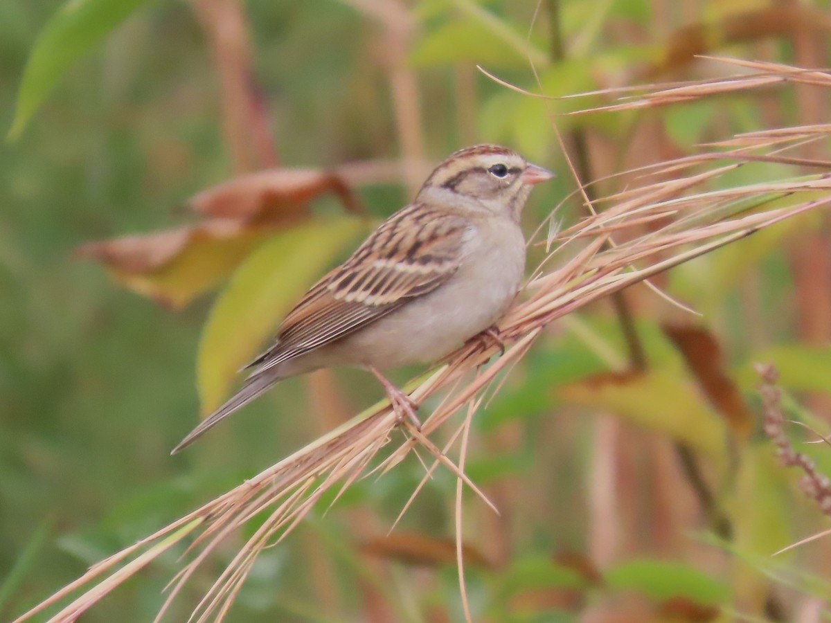 Chipping Sparrow - ML611215123