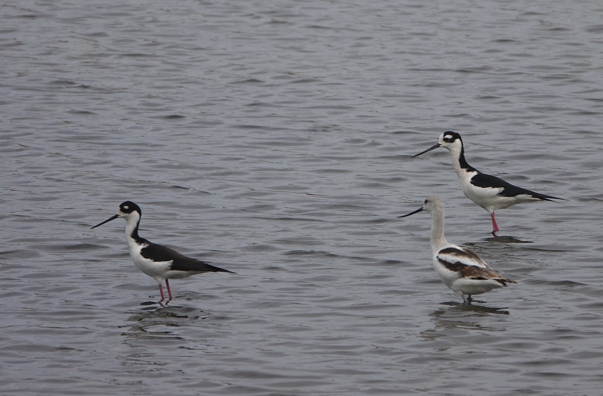 Black-necked Stilt - ML611215137