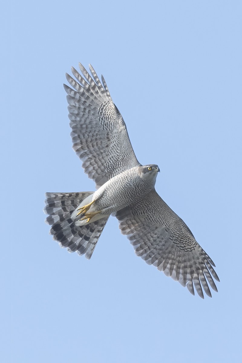 Eurasian Goshawk - ML611215141