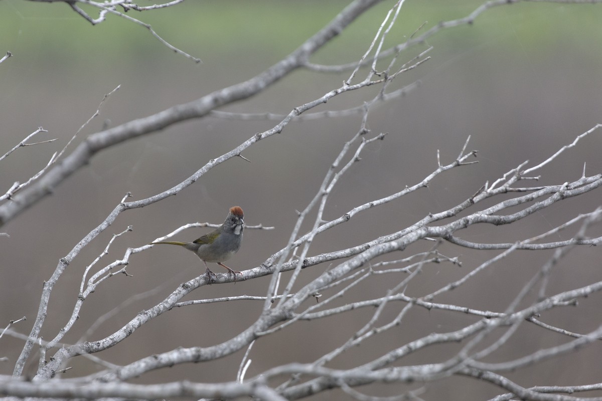 Green-tailed Towhee - ML611215222