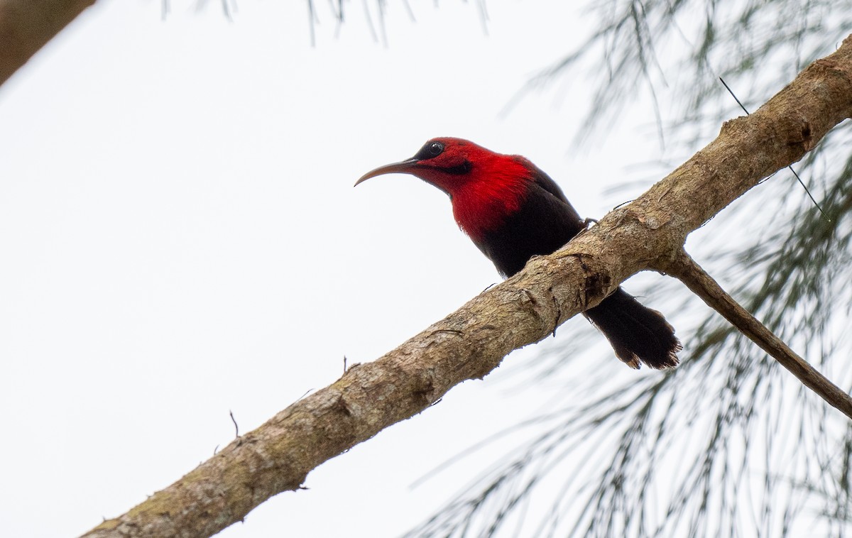 Magnificent Sunbird - Forest Botial-Jarvis